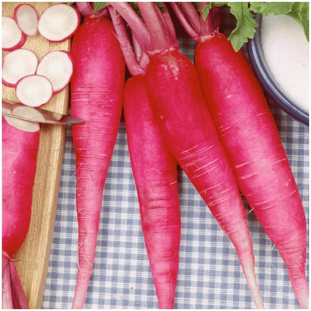 China Rose Radish Seeds, NON-GMO, Kaiware Winter Radish, FREE SHIPPING