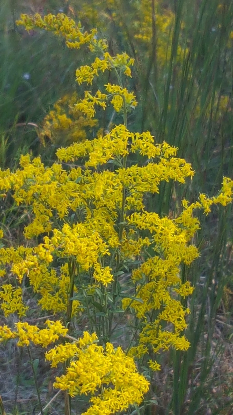 5 Tall Goldenrod (Solidago) Bare root plants~medicinal,butterfly,native,organic