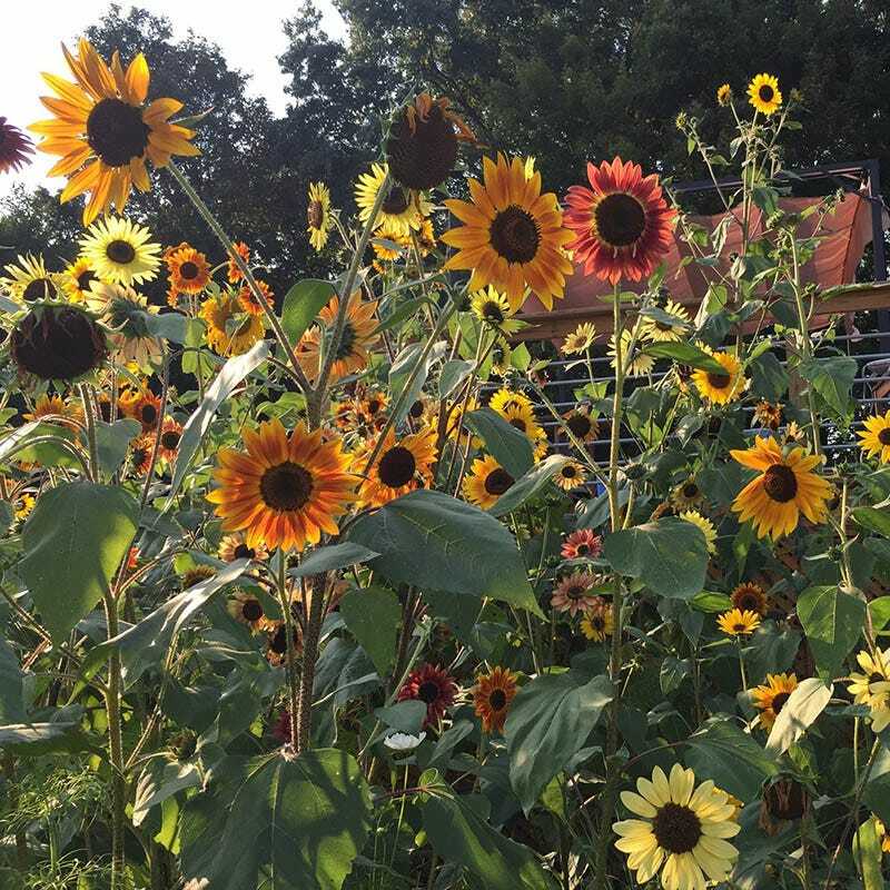 Sunflower AUTUMN BEAUTY MIX Branching Multiple Flowers Non-GMO 100 Seeds