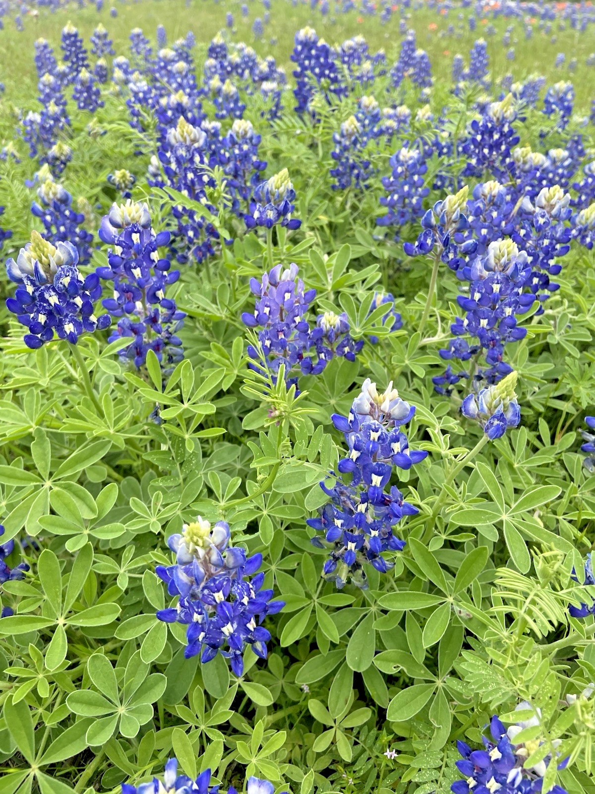 Texas Bluebonnet Seeds – 25 Fresh Seeds – GORGEOUS Blooms!! FREE Shipping