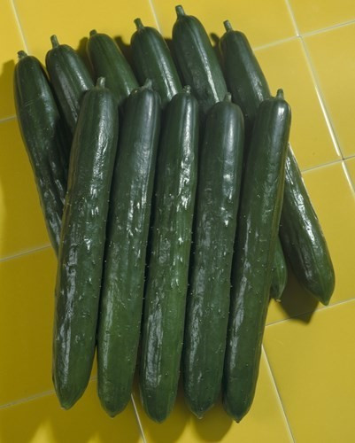 100+ Cucumbers Seeds — Tasty Green — Early Maturing — Large Yielding