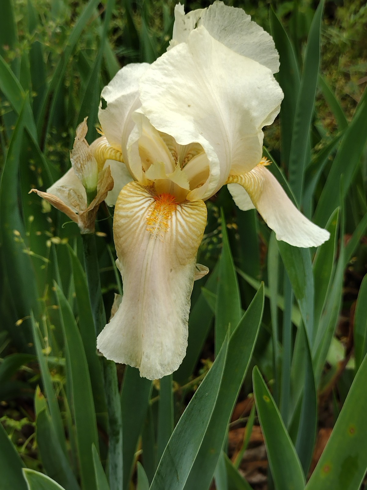 6x MIXED VARIETIES/COLORS BEARDED IRIS Bulbs/Rhizomes FRESH~FREE SHIPPING~