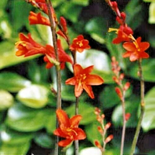 12 RED SWORDFISH CROCOSMIA SEEDS