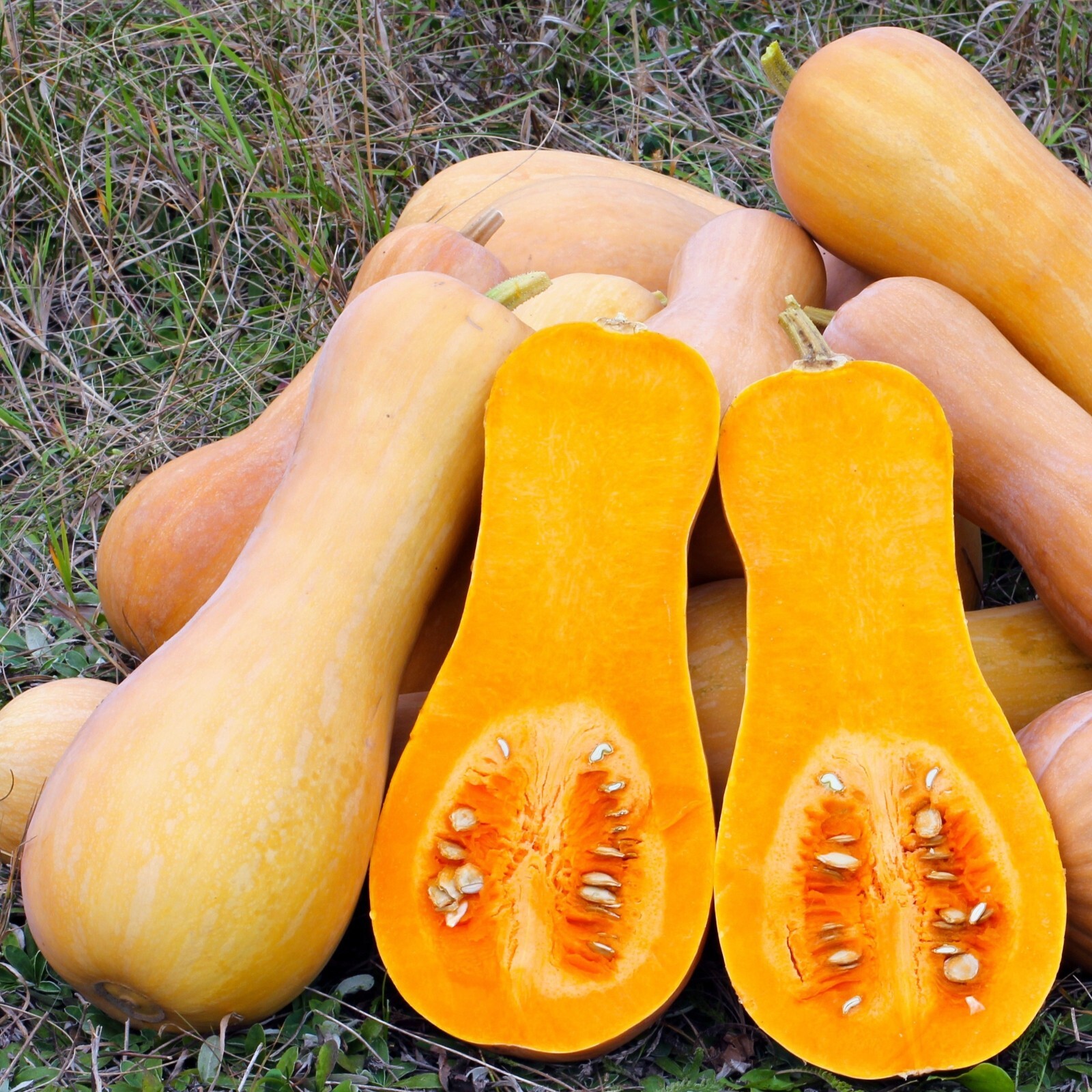 Squash Seeds, Butternut Heirloom, Non-GMO, Sweet & Nutty Flavor, Free Shipping