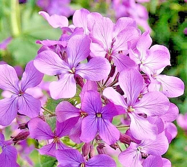 1001+EVENING SCENTED STOCK Seeds Perfume Plant Clove Summer Garden Container