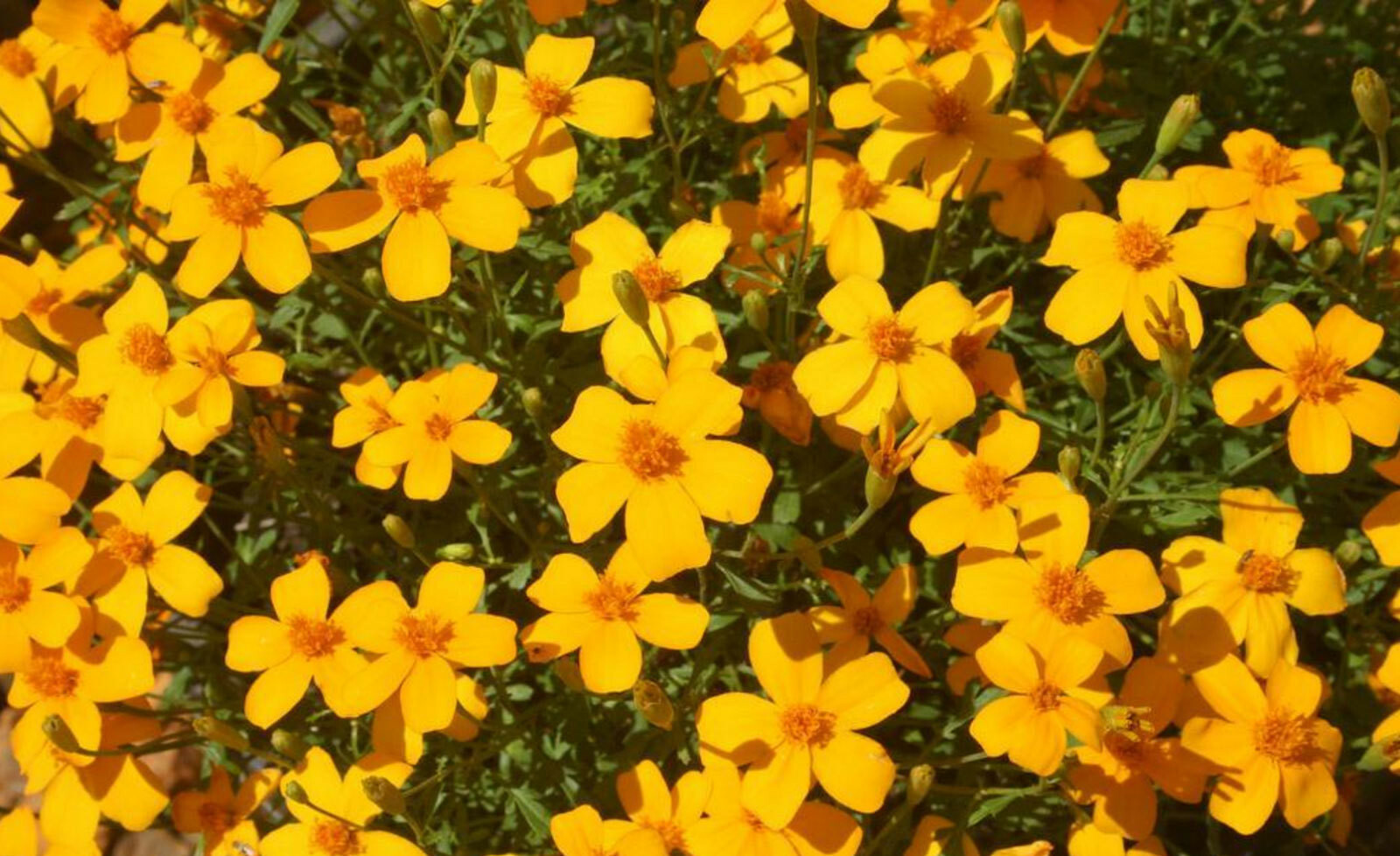 Tagetes lemmonii | Shrub Marigold | Mexican Bush | Mount Lemmon | 50_Seeds
