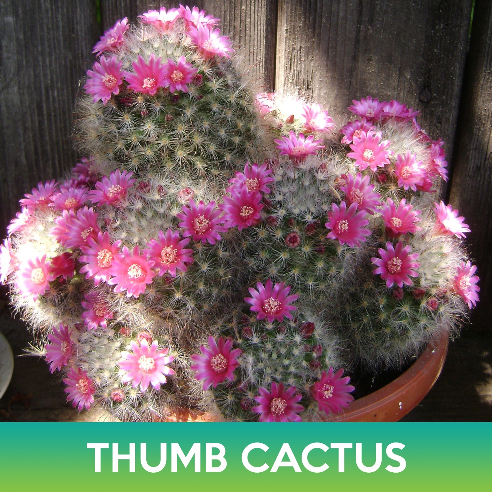 Thumb Cactus Seeds, Mammillaria matudae