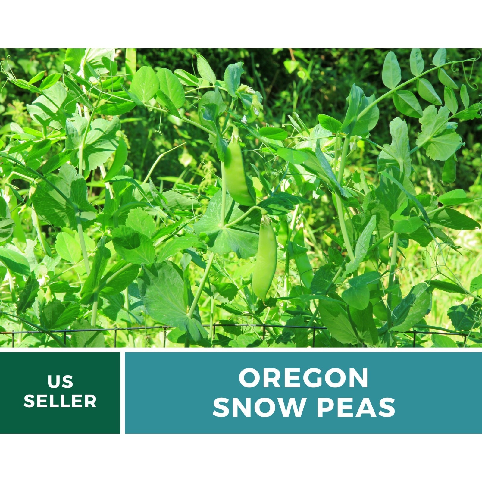 Peas, Snow, Oregon Sugar II – 25 Seeds – Heirloom Vegetable – Open Pollinated –