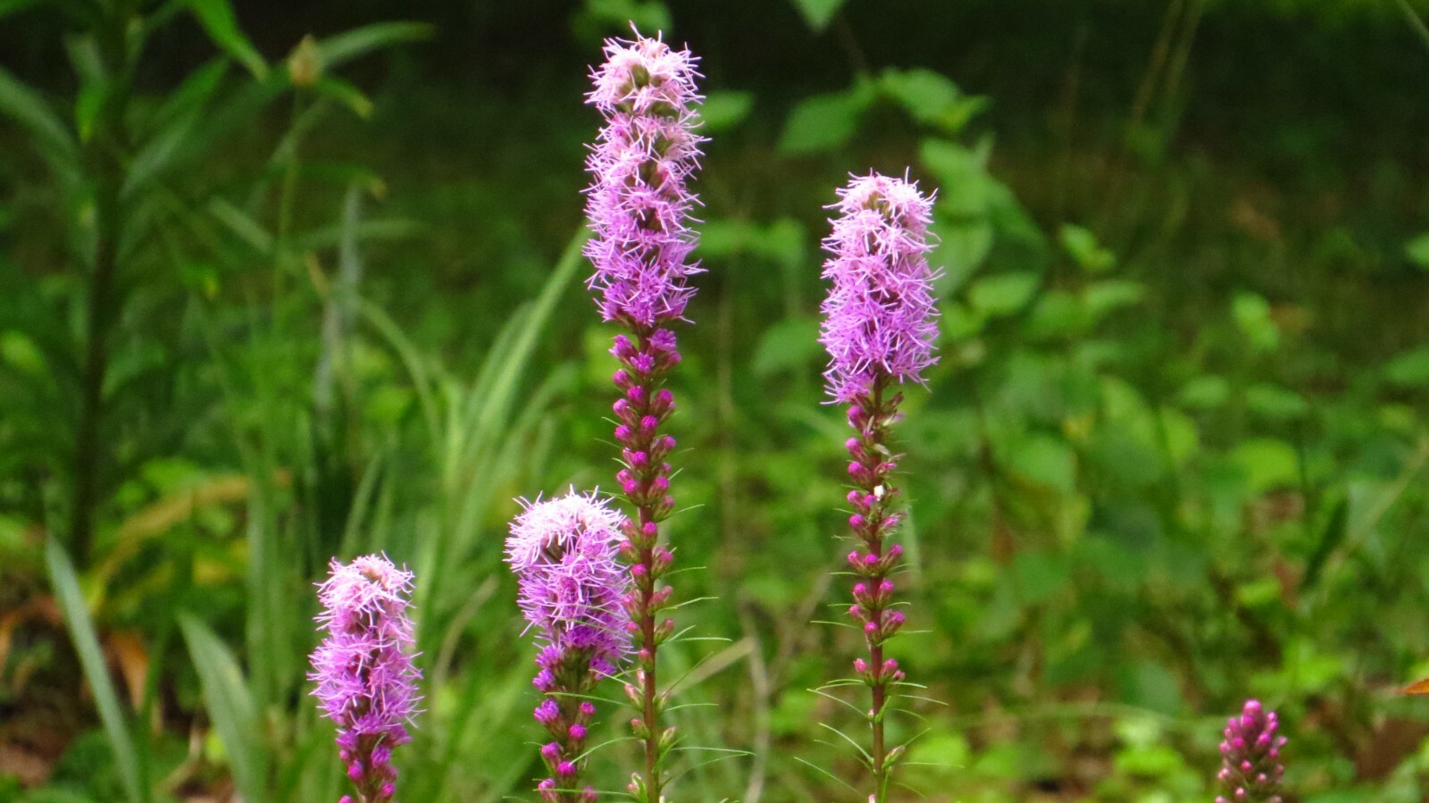 300+ Bright Purple Gayfeather/Blazing Star Flower Seeds.Perennial Native Flower.
