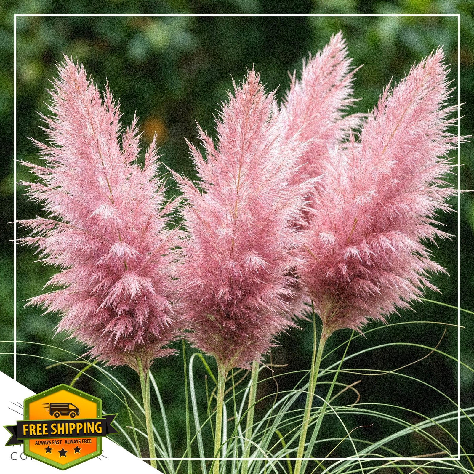 The Three Company Pampas Grass 2 Pack White Pink