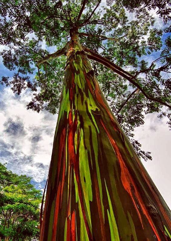 50 Rainbow Eucalyptus deglupta Tree Seeds Fast Tropical Indonesian Mindanao Gum