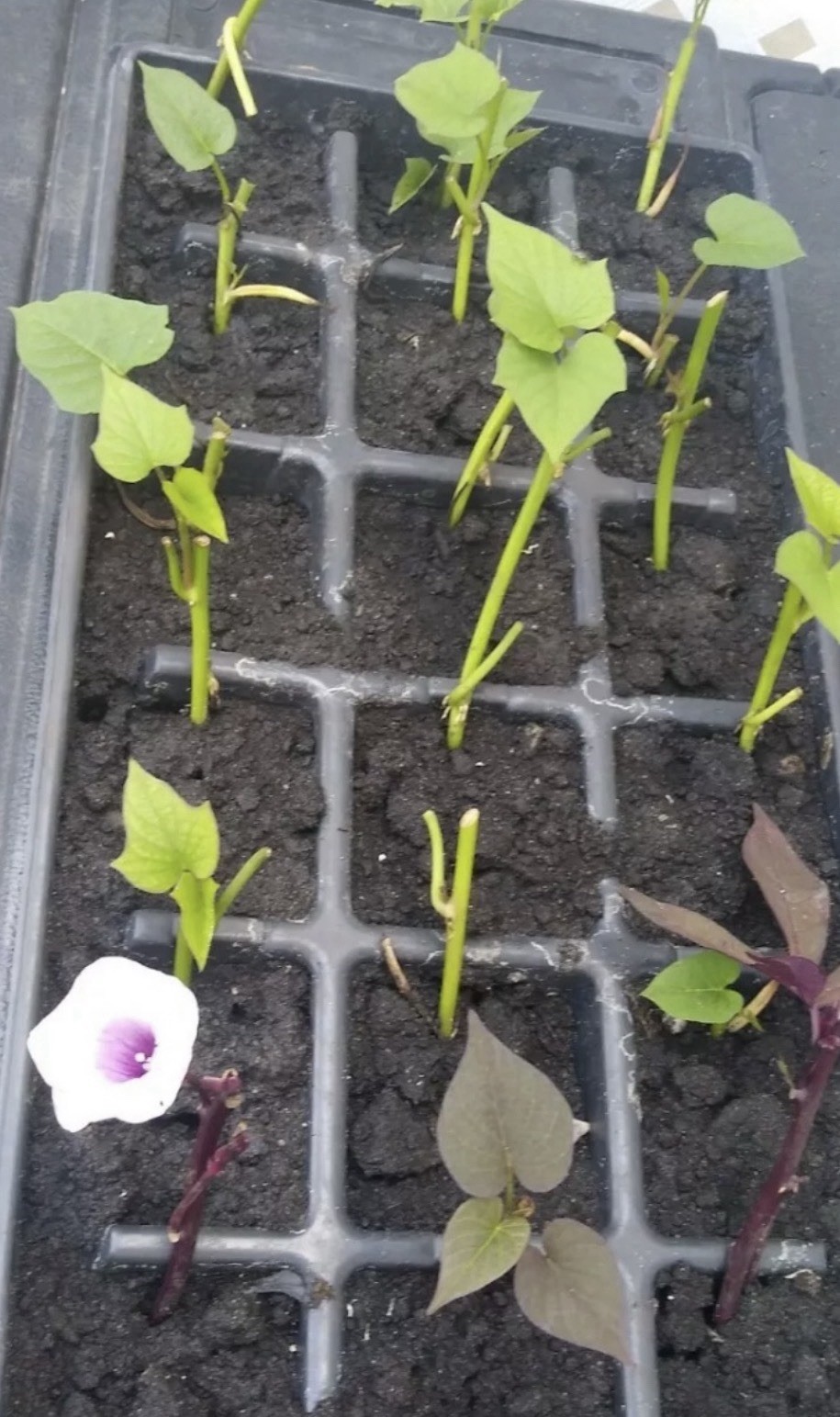 10 Sweet Potato Slips With Roots Ready To Plant Free Shipping!