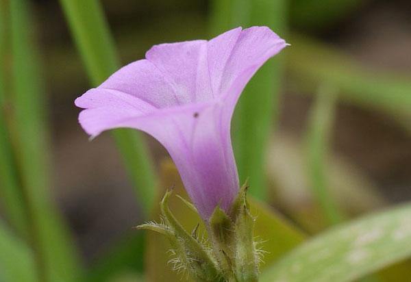 Ipomoea triloba | Little Bell or Aiea Morning Glory | 10 Seeds