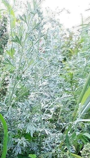 Wormwood (Artemisia absinthium) Seeds, qty 100+, organically grown