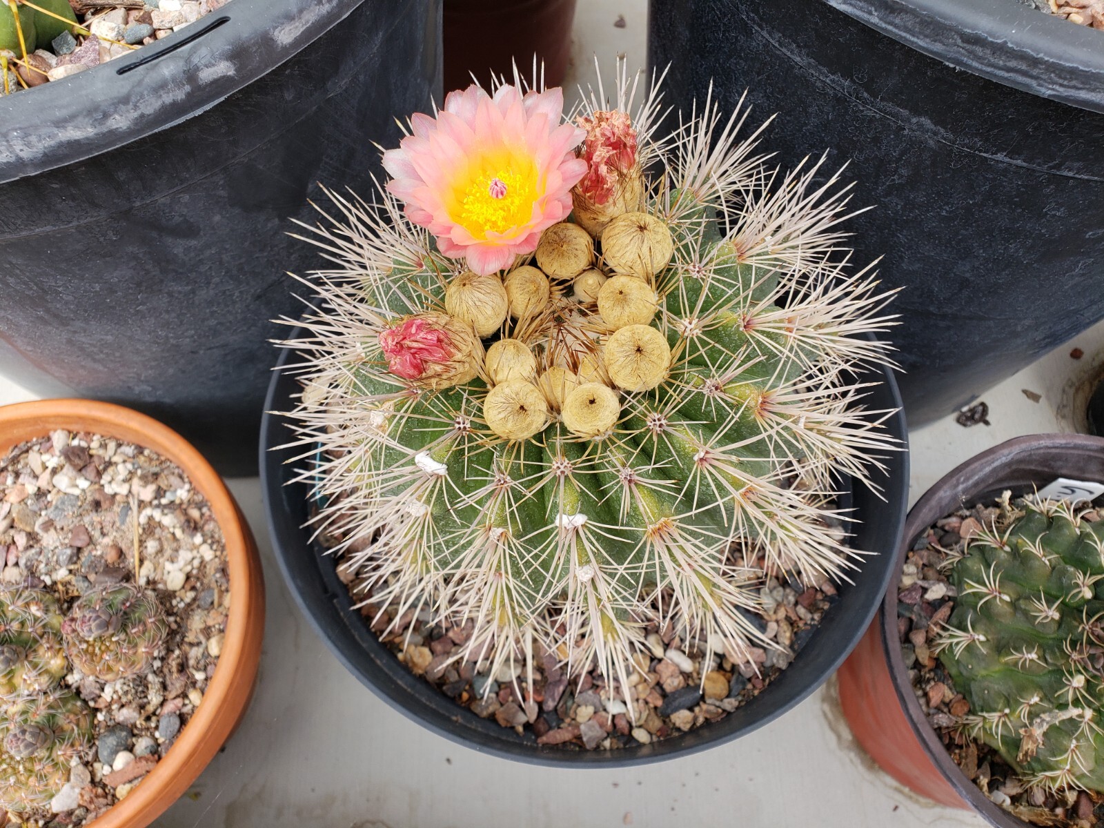 Notocactus roseoluteus seeds 50x Seeds