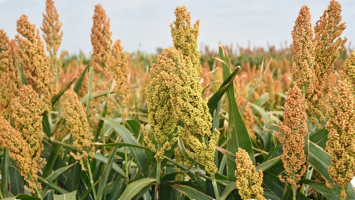 1 LB+ROX ORANGE Sweet SORGHUM Seeds Organic Sugar Native Waconia Natural Syrup