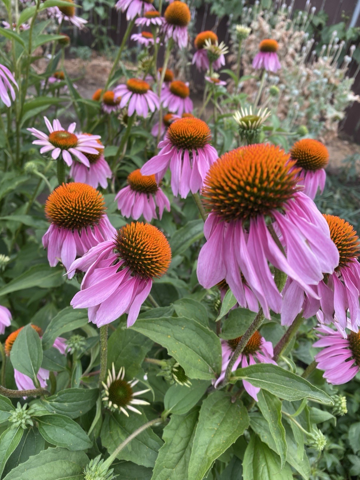 Echinacea Purpurea Seeds, 50 seeds. FREE SHIPPING. Attracts pollinators.