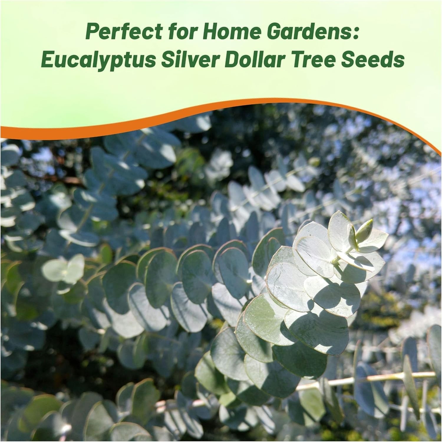 50 Seeds Eucalyptus Seeds – Eucalyptus Cinerea Silver Dollar Seed