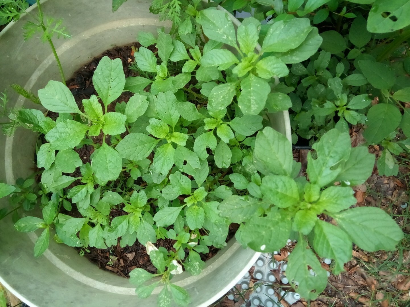 500+ Green Amaranth Seeds(Indian Siru Keerai/Koora Thampala ) Leafy Vegetable.