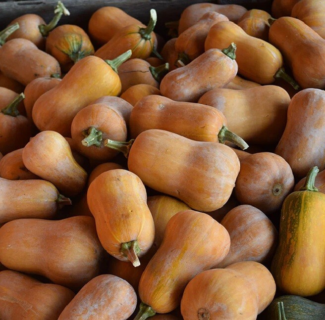 10+ Honeynut Squash Honey Butternut Seeds Cucurbita Baby Buttercup Vegetable