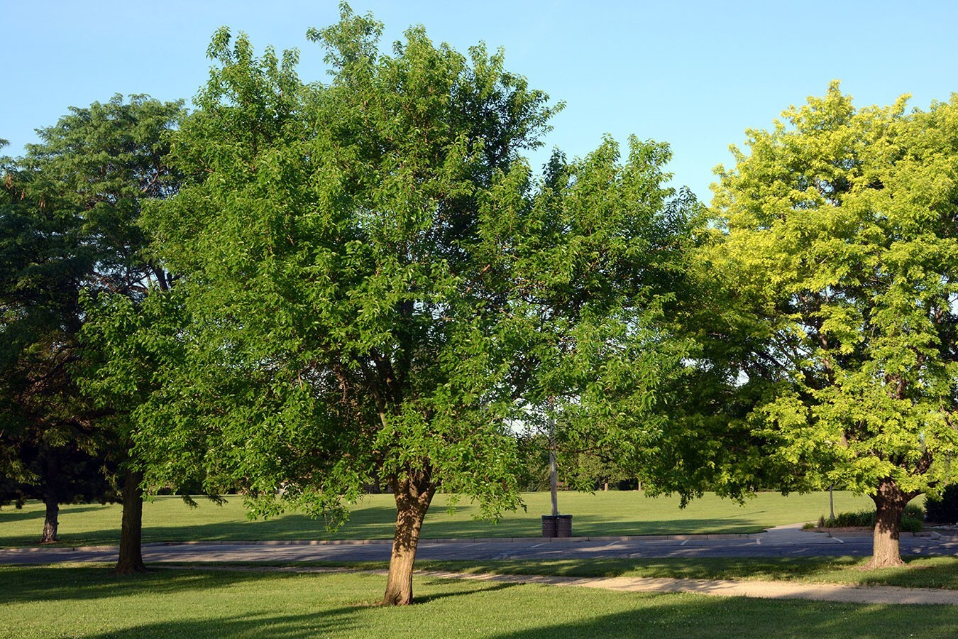 20 OSAGE ORANGE Tree Seeds (Maclura Pomifera) Hedge Apple Fast Hardy Monkey Ball