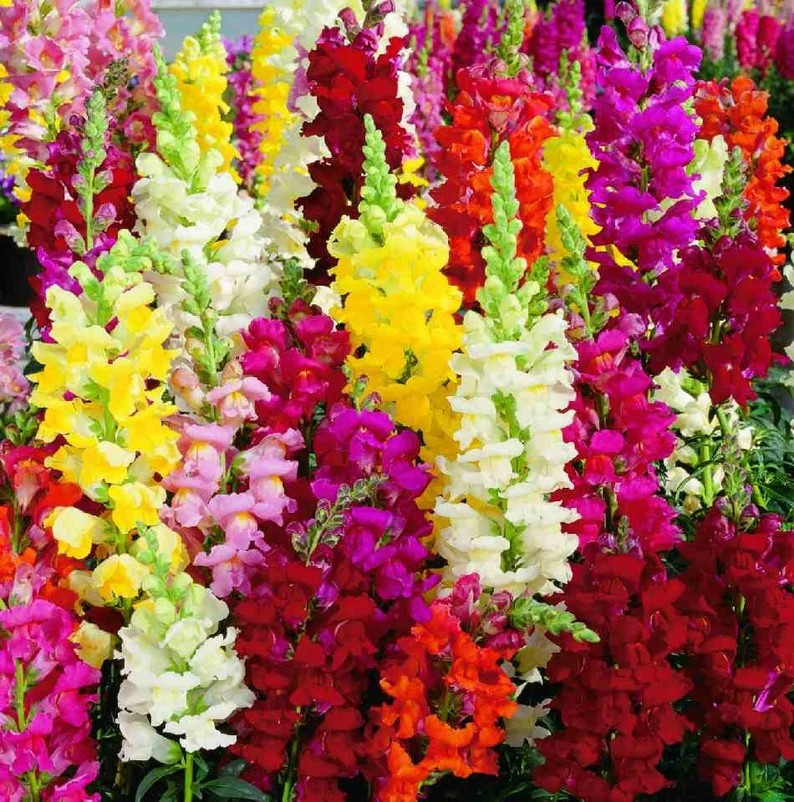 1500+ Snapdragon Tall Mix Seeds – Tall Flower ———– BRIGHT MIXED COLORS
