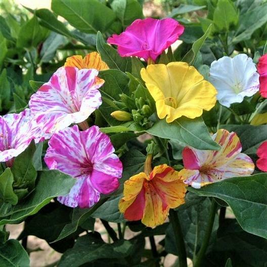 Four O’Clock BROKEN COLORS Annual/Perennial Mirabilis jalapa Non-GMO 25 Seeds!