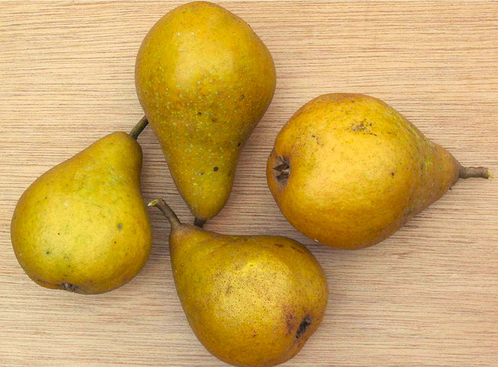 Bartlett Pear Tree Seeds | European Williams Green Pears Seed 2024 Fast Shipping