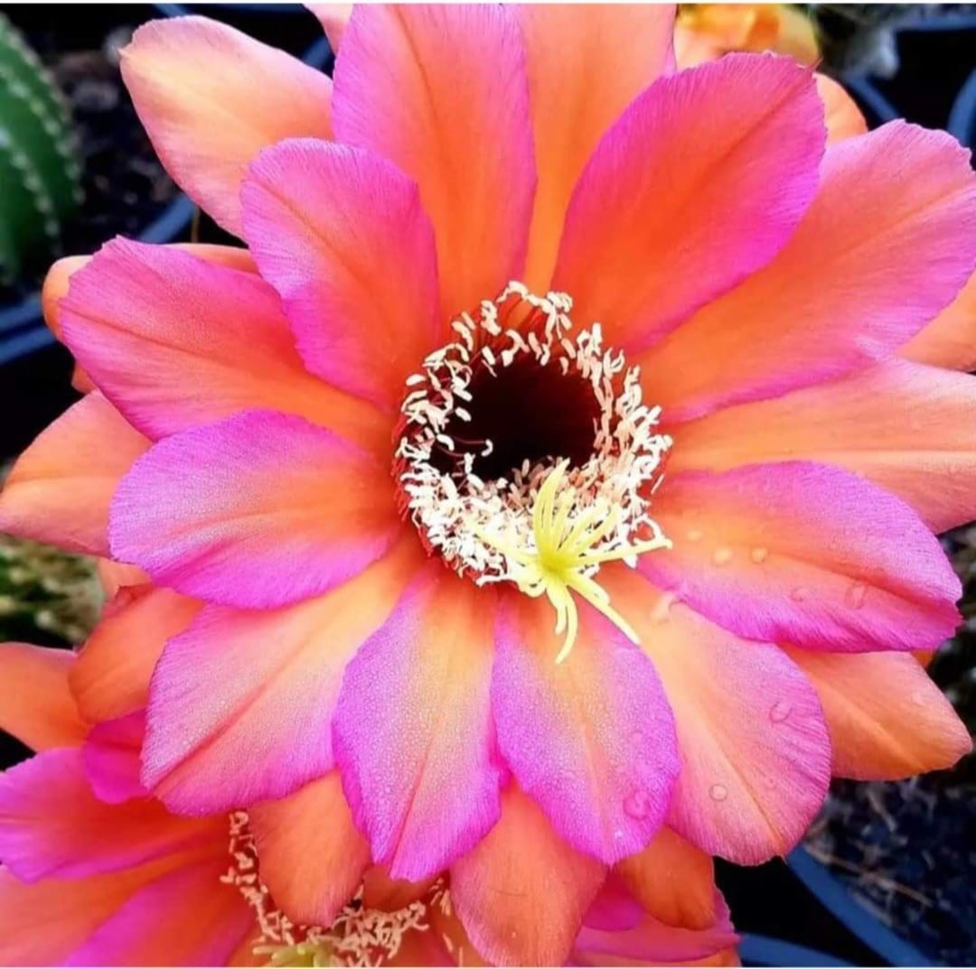 Tricho hybrid ‘Sweet Aloha’