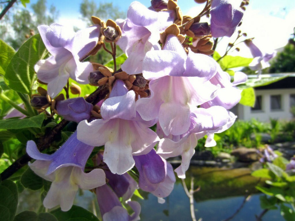 Paulownia tomentosa | Foxglove Empress Tree | Kiri | 100_Seeds