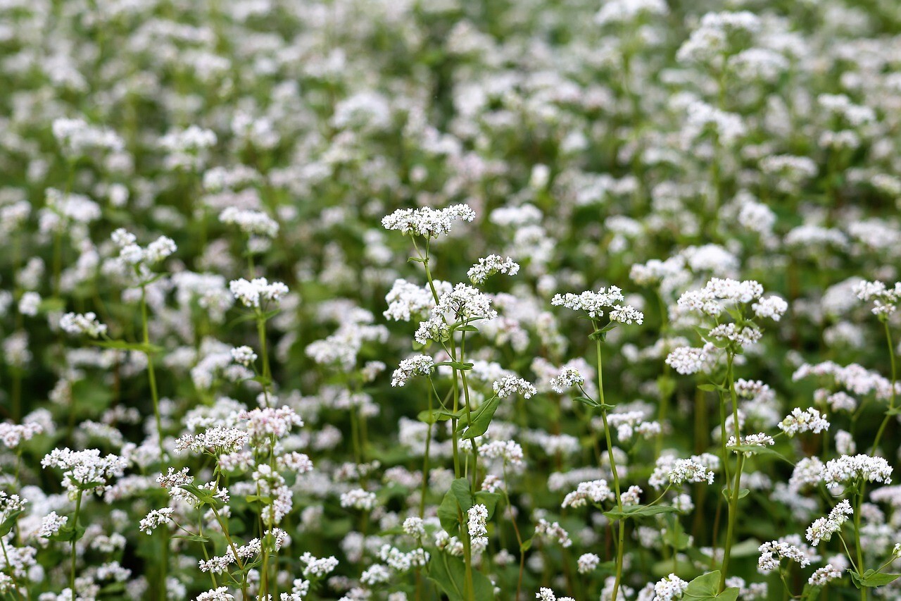 Buckwheat Seeds, Cover Crop, Fast Growing, Soil Health Improver, FREE SHIPPING
