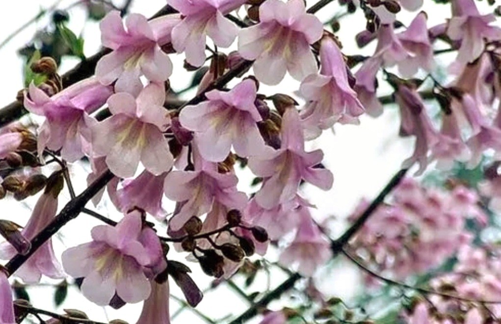 450 Royal Paulownia Empress Tree Seeds Paulownia Elongata Fastgrowing Forest Tre