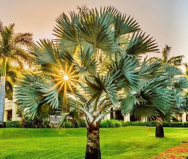 Mexican Blue Hesper Palm Tree Seeds ~ Brahea Armata ~ Mexican Blue Palm Tree ~