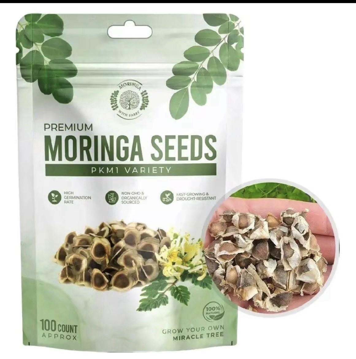 Moringa Seeds 100 Count Moringa Tree Seeds High Germination Rates