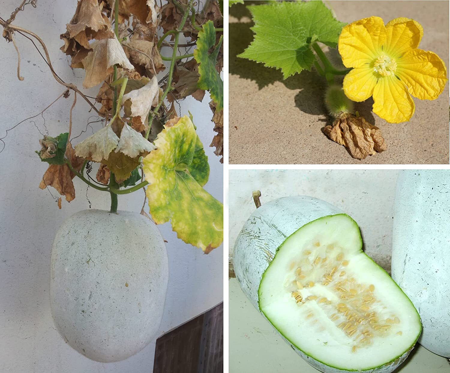 20 Wax Gourd Seeds for Planting – Ships from Iowa, USA – Grow White Asian Melons