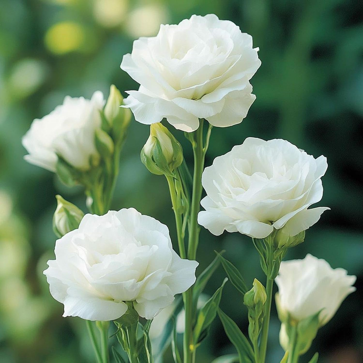 300+Mixed Lisianthus Flower Seeds for Planting Outdoor-Perennial Eustoma Cut Flo