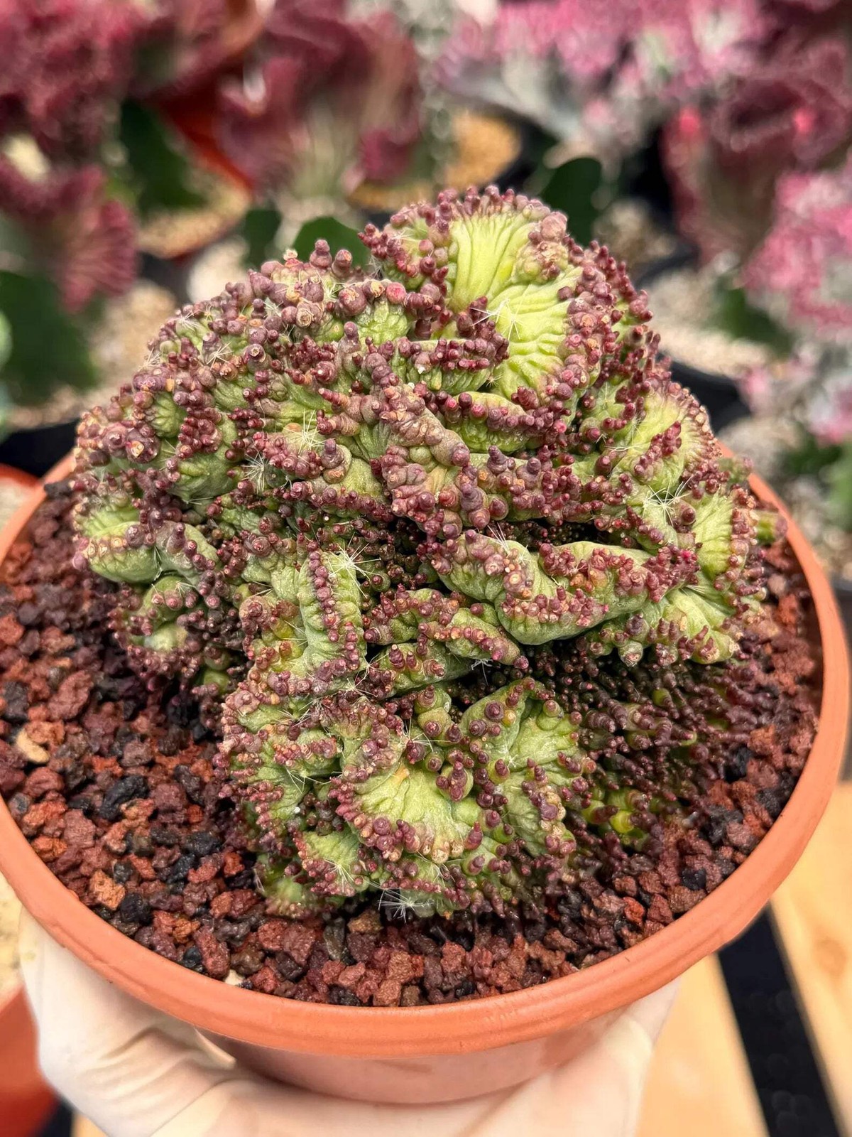 Crested Mammillaria bocasana cv. Fred | Rare Collector Cactus | Unique Live Succ