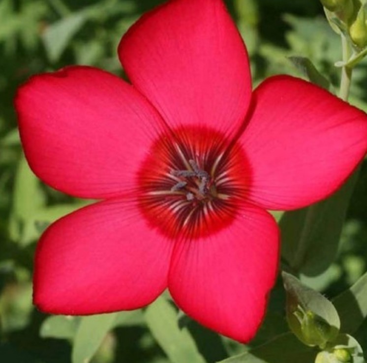 300+ Scarlet Flax Seeds **Fresh Seeds** ~~Free Shipping~~
