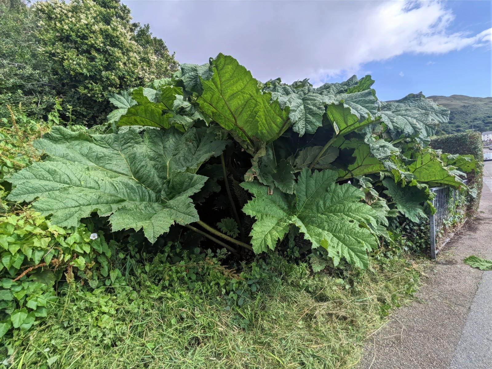 25 GUNNERA MANICATA SEEDS “Dinosaur Food” Giant Hardy Exotic Flower Plant RARE!