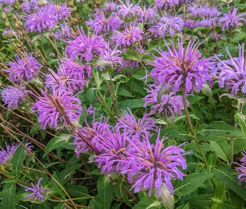 BEE BALM SEEDS 1000+ WILD BERGAMOT perennial HERB flower GARDEN FREE SHIPPING