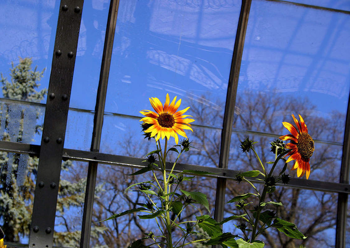 1-2000 PCS Autumn Beauty Sunflower Tree Seeds Helianthus Annus Red Yellow 0137