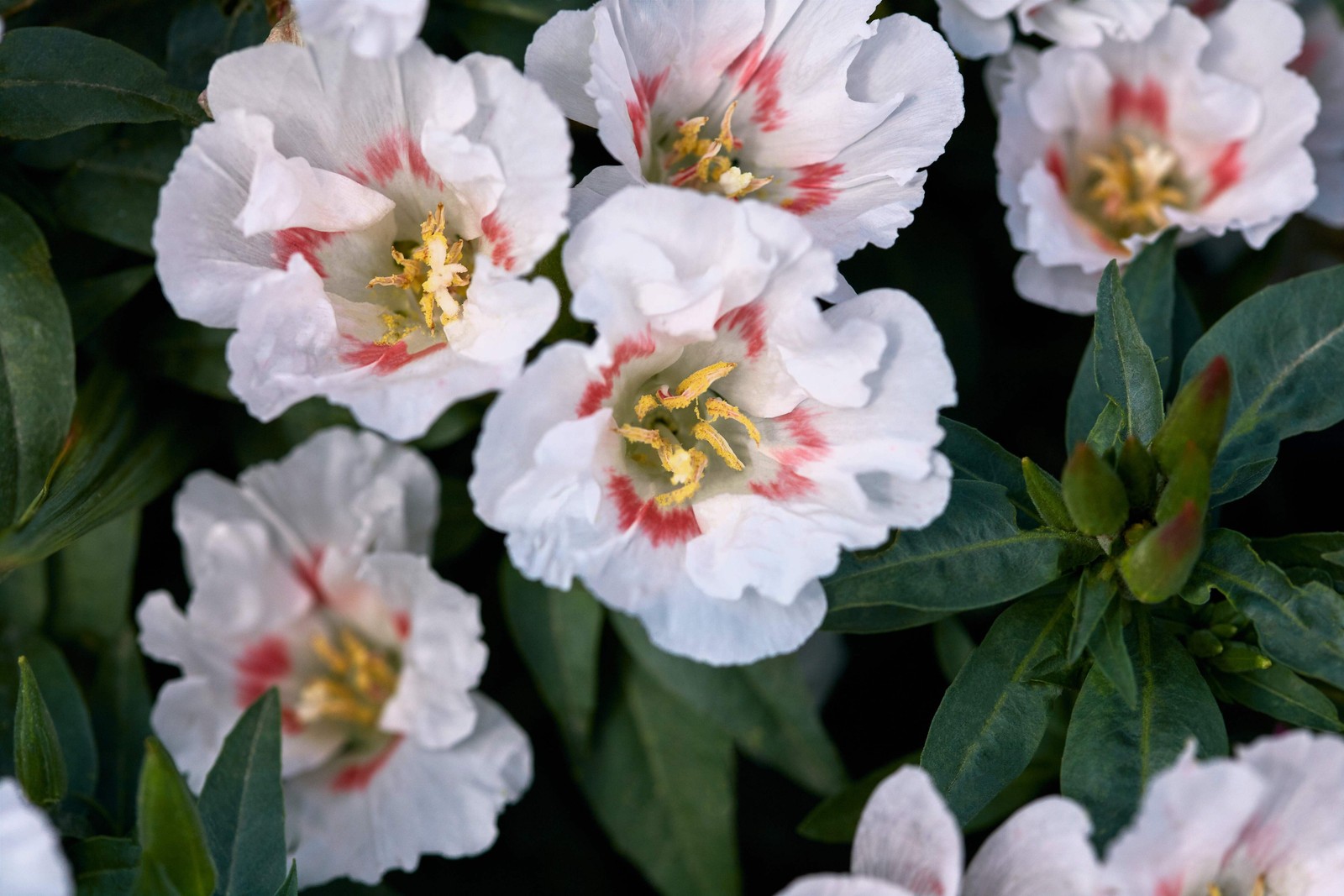500 DOUBLE DEUCES GODETIA Grandiflora Clarkia Amoena Mixed BiColor Flower Seeds