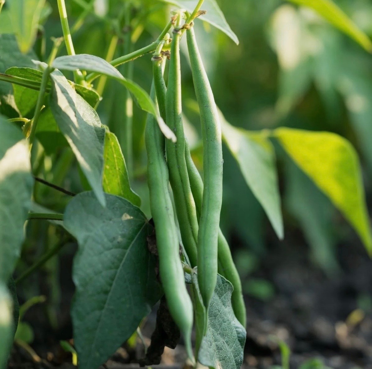 Burpee Stringless Green Pod Bush Bean – Fresh Seeds – NonGMO USA, Free Shipping!