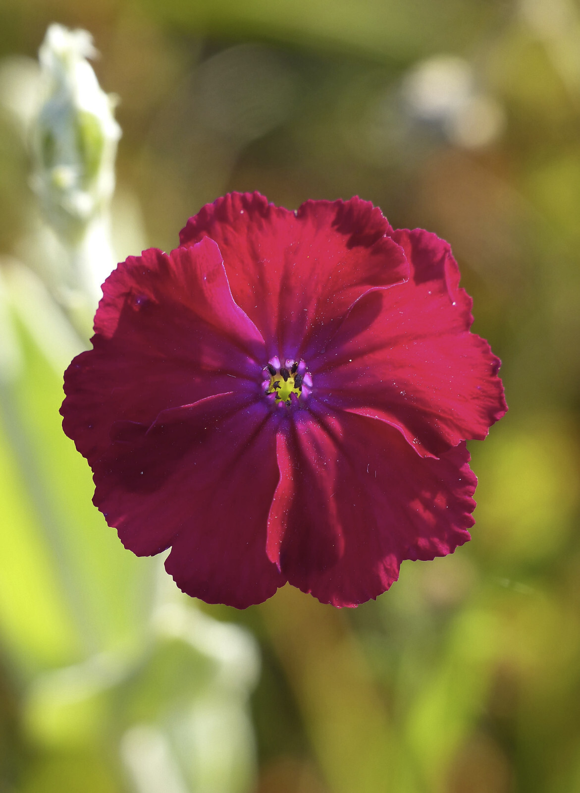 Lychnis Coronaria – Rose Campion seed