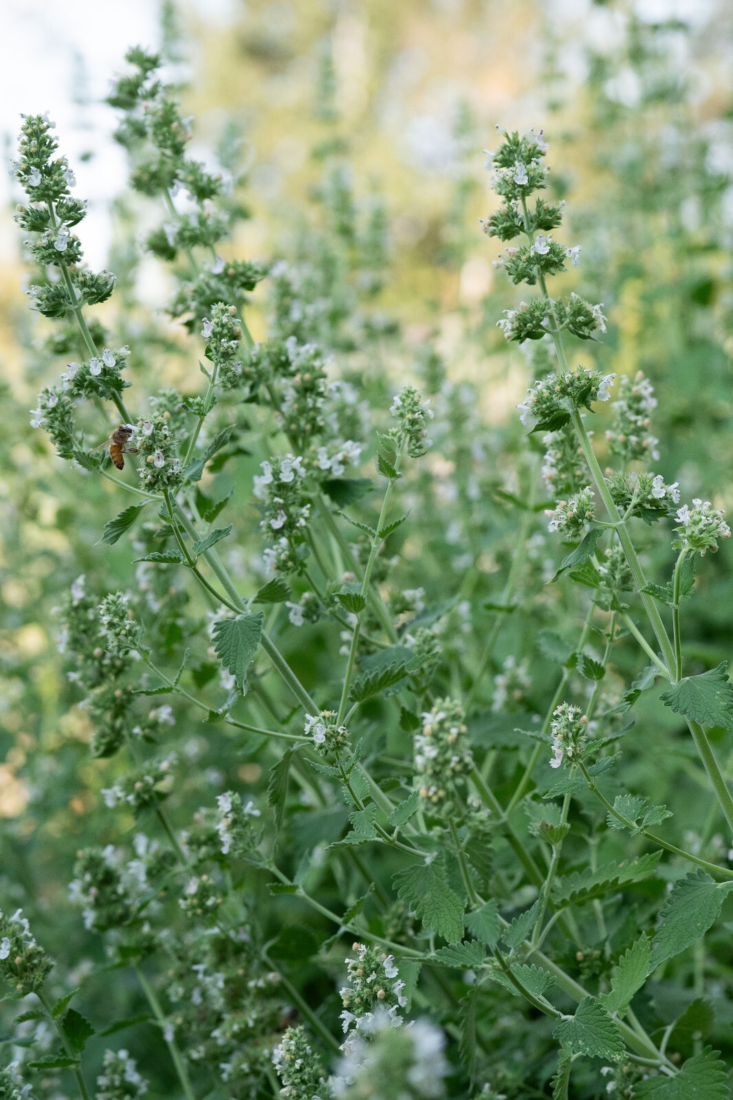 Catnip Seeds for Cats: USDA Organic Non-GMO Seed Packet Catwort Cat Nip, Catmint