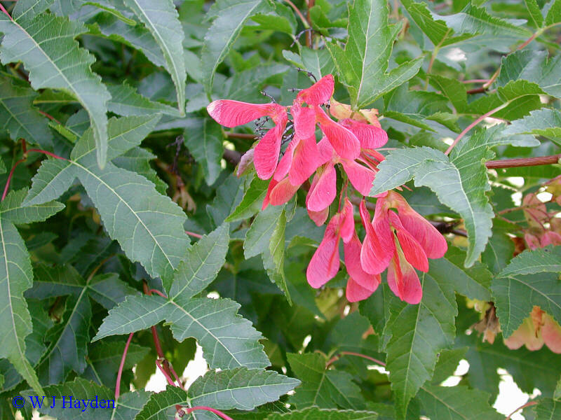 Flame Amur Maple, Acer ginnala Flame, Tree Seeds (Fall Color, Hardy, Bonsai)