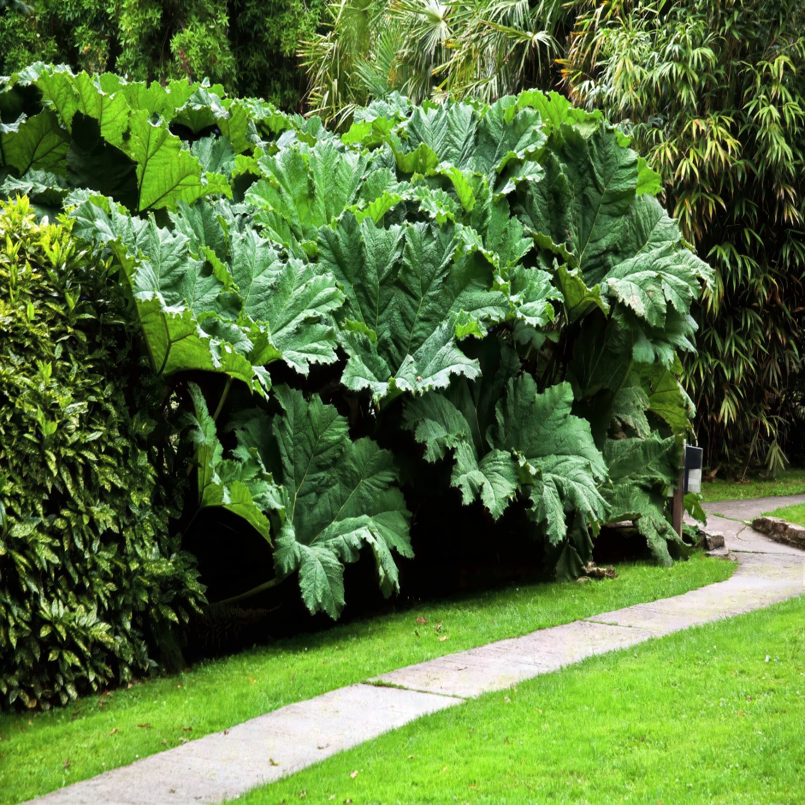 25 GUNNERA MANICATA SEEDS “Dinosaur Food” Giant Hardy Exotic Flower Plant RARE!