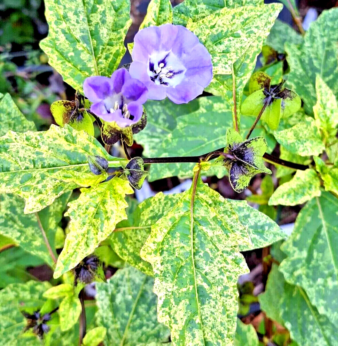 rare variegated shoofly plant 100 seeds, Nicandra Phsalodes Var. Splash of cream