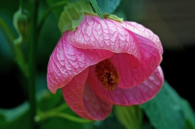 CHINESE LANTERN Seeds *FREE Shipping!* 25 Abutilon x hybridum Shrub Tree Seeds