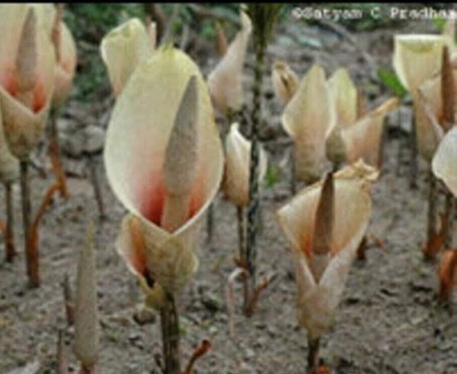 1 “Bulbifer” Amorphophallus / Voodoo Lily Bulb 16+ centimeters – US Seller